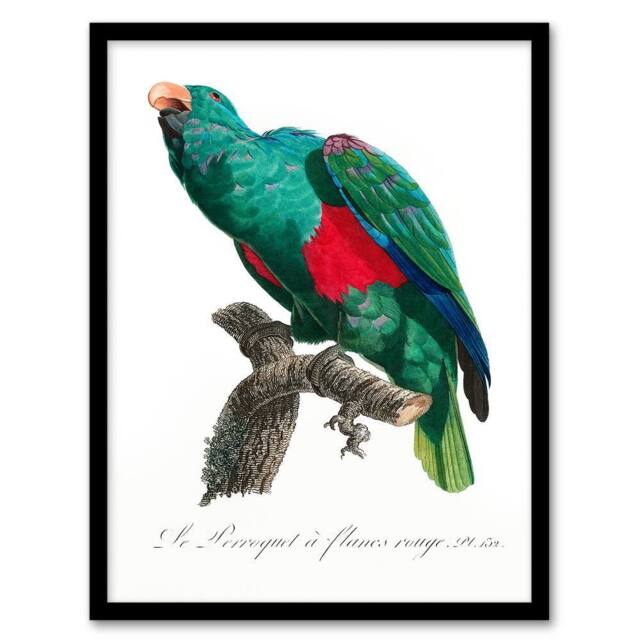 Artery8 Francois Levaillant Framed Wall Art Print Eclectus Roratus Parrot in White - Size: A4 - image 1