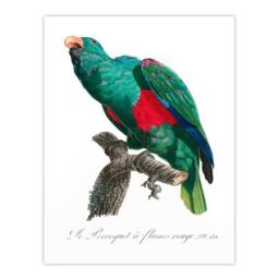 Artery8 Francois Levaillant Framed Wall Art Print Eclectus Roratus Parrot in White - Size: A4 - thumbnail 3