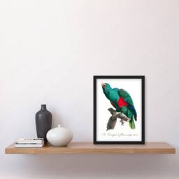 Artery8 Francois Levaillant Framed Wall Art Print Eclectus Roratus Parrot in White - Size: A4 - thumbnail 2