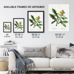 Artery8 Sow Thistle Flower Bloom Redoute Vintage Framed Wall Art Print in White - Size: A4 - thumbnail 3