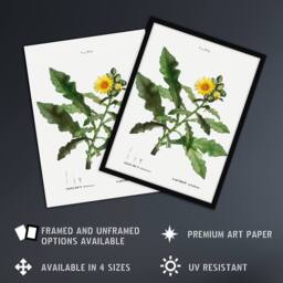 Artery8 Sow Thistle Flower Bloom Redoute Vintage Framed Wall Art Print in White - Size: A4 - thumbnail 2