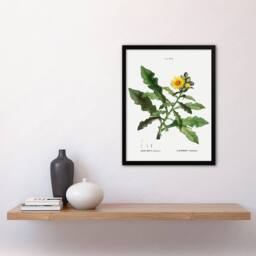 Artery8 Sow Thistle Flower Bloom Redoute Vintage Framed Wall Art Print in White - Size: A4 - thumbnail 4