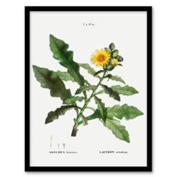 Artery8 Sow Thistle Flower Bloom Redoute Vintage Framed Wall Art Print in White - Size: A4 - thumbnail 1
