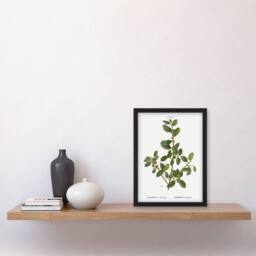 Artery8 Italian Buckthorn Botanical Redoute Vintage Framed Wall Art Print in White - Size: A4 - thumbnail 4