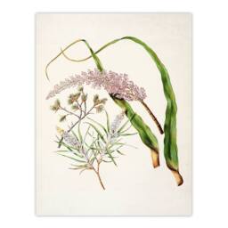 Artery8 Sarah Featon Framed Wall Art Neinei Totorowhiti Turpentine Scrub Flowers in Beige - Size: A4 - thumbnail 3