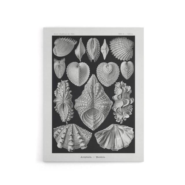 "Artery8 Mollusks Clams Oysters Haeckel Botanical Canvas Wall Art in Black - Size: W18"" x H24""" - image 1
