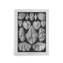 "Artery8 Mollusks Clams Oysters Haeckel Botanical Canvas Wall Art in Black - Size: W18"" x H24""" - thumbnail 1