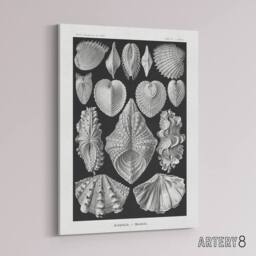 "Artery8 Mollusks Clams Oysters Haeckel Botanical Canvas Wall Art in Black - Size: W18"" x H24""" - thumbnail 2