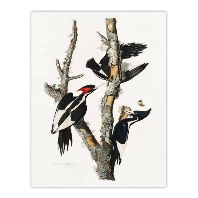 "Artery8 Ivory Billed Woodpecker Audubon Nature Wall Art Print Poster in White - Size: W18"" x H24""" - image 1