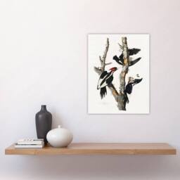 "Artery8 Ivory Billed Woodpecker Audubon Nature Wall Art Print Poster in White - Size: W18"" x H24""" - thumbnail 4