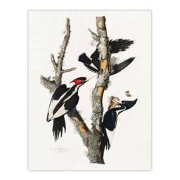 "Artery8 Ivory Billed Woodpecker Audubon Nature Wall Art Print Poster in White - Size: W18"" x H24""" - thumbnail 1
