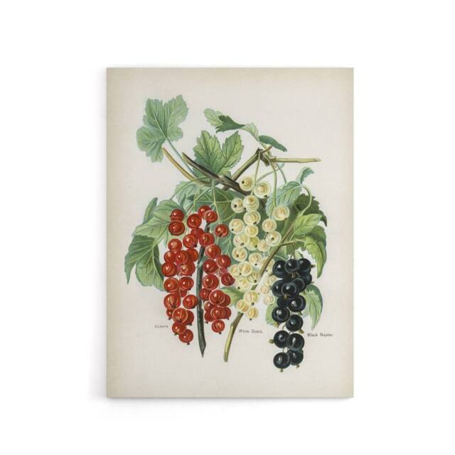 "Artery8 Black Naples Victoria White Dutch Currants Wright Canvas Art Print - Size: W12"" x H16""" - image 1