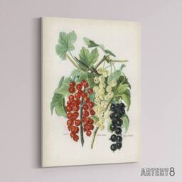 "Artery8 Black Naples Victoria White Dutch Currants Wright Canvas Art Print - Size: W12"" x H16""" - thumbnail 2