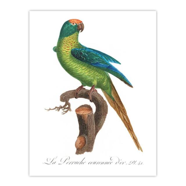 "Artery8 The Peach Fronted Parakeet Levaillant Wall Art Poster Print in White - Size: W12"" x H16""" - image 1