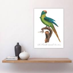 "Artery8 The Peach Fronted Parakeet Levaillant Wall Art Poster Print in White - Size: W12"" x H16""" - thumbnail 4