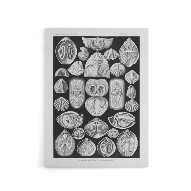 "Artery8 Spirobranchus Vintage Marine Life Haeckel Canvas Wall Art in Black - Size: W18"" x H24""" - image 1