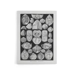 "Artery8 Spirobranchus Vintage Marine Life Haeckel Canvas Wall Art in Black - Size: W18"" x H24""" - thumbnail 1