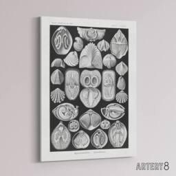 "Artery8 Spirobranchus Vintage Marine Life Haeckel Canvas Wall Art in Black - Size: W18"" x H24""" - thumbnail 2