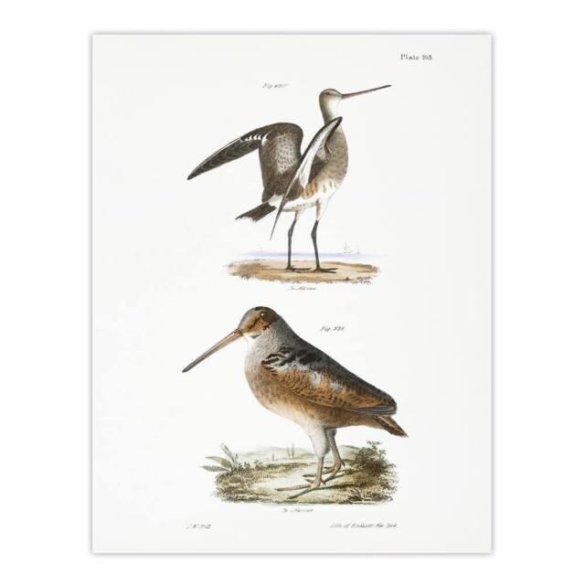 "Artery8 James De Kay Ring Tailed Marlin & American Woodcock Wall Art Print in White - Size: W12"" x H16""" - image 1