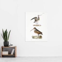 "Artery8 James De Kay Ring Tailed Marlin & American Woodcock Wall Art Print in White - Size: W12"" x H16""" - thumbnail 4