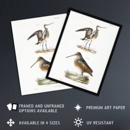 "Artery8 James De Kay Ring Tailed Marlin & American Woodcock Wall Art Print in White - Size: W12"" x H16""" - thumbnail 2
