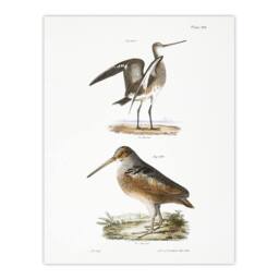 "Artery8 James De Kay Ring Tailed Marlin & American Woodcock Wall Art Print in White - Size: W12"" x H16""" - thumbnail 1