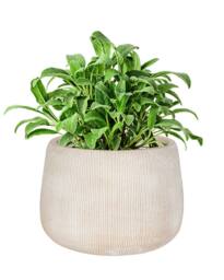Dibor Small Beige Symmetry Stripe Beige Fibre Clay Indoor Outdoor Garden Planter Houseplant Flower Plant Pot H20 x Dia29cm - thumbnail 2