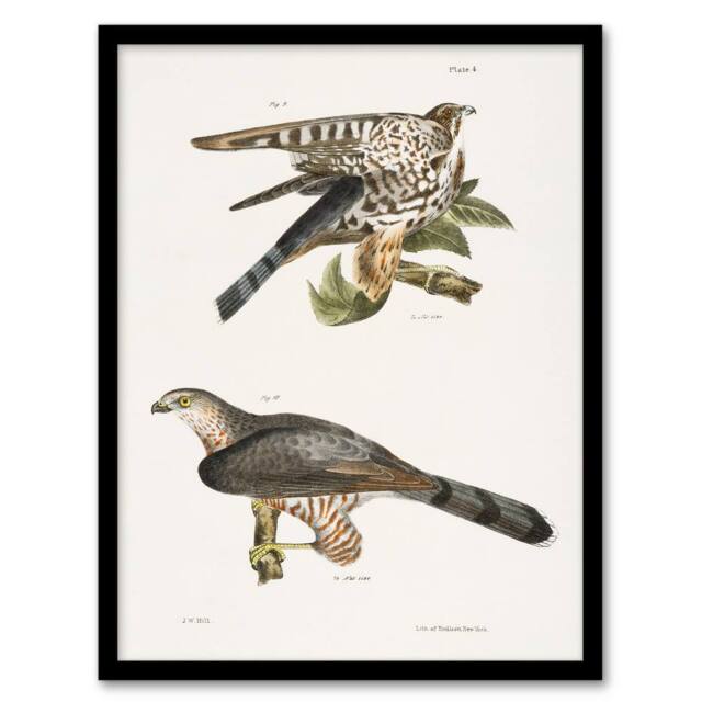 Artery8 James De Kay Pigeon Hawk & Coopers Hawk Framed Wall Art Print in White - Size: A4 - image 1