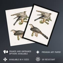 Artery8 James De Kay Pigeon Hawk & Coopers Hawk Framed Wall Art Print in White - Size: A4 - thumbnail 2
