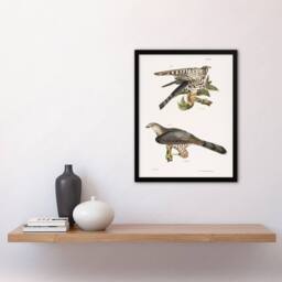 Artery8 James De Kay Pigeon Hawk & Coopers Hawk Framed Wall Art Print in White - Size: A4 - thumbnail 4