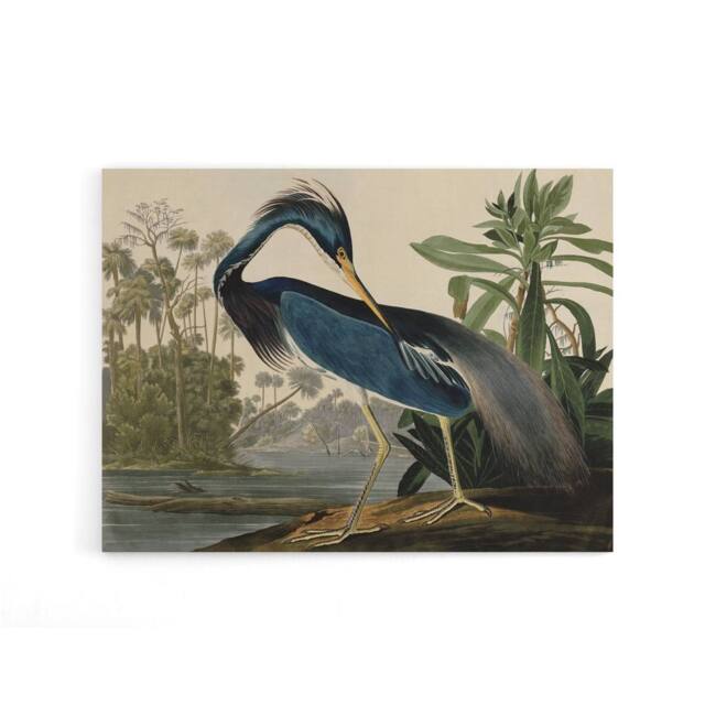 "Artery8 Audubon Birds Louisiana Heron Canvas Wall Art Print - Size: W18"" x H24""" - image 1