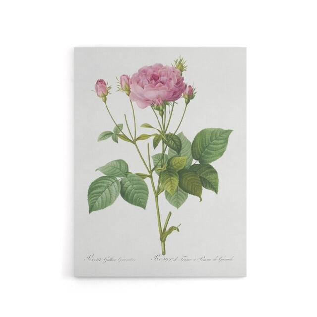 "Artery8 Gallic Rose Flower Illustration Redoute Vintage Canvas Wall Art in White - Size: W18"" x H24""" - image 1