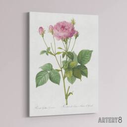 "Artery8 Gallic Rose Flower Illustration Redoute Vintage Canvas Wall Art in White - Size: W18"" x H24""" - thumbnail 2