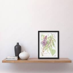 Artery8 Lilac Flower Plant Vintage Floral Framed Wall Art Print Verneuil in White - Size: A4 - thumbnail 4