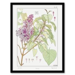 Artery8 Lilac Flower Plant Vintage Floral Framed Wall Art Print Verneuil in White - Size: A4 - thumbnail 1
