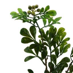 Leaf Botanik 45cm Green Artificial Bonsai Tree - thumbnail 5