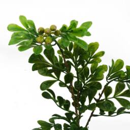 Leaf Botanik 45cm Green Artificial Bonsai Tree - thumbnail 2