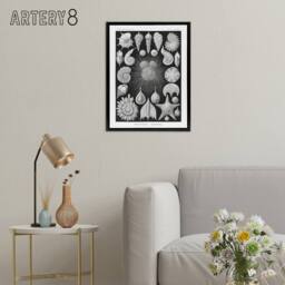 "Artery8 Forams Vintage Illustration Haeckel Botanical Framed Canvas Wall Art in Black - Size: W24"" x H32""" - thumbnail 3