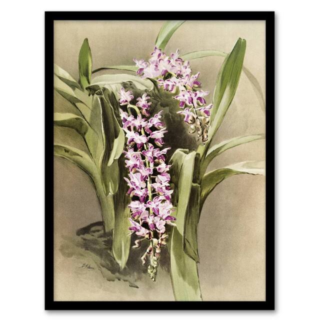 "Artery8 Frederick Sander Aerides Savageanum Orchid Flowers Framed Art Print - Size: W12"" x H16""" - image 1