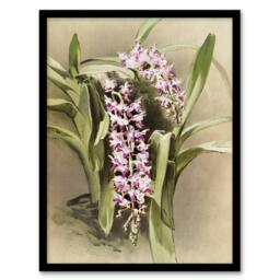 "Artery8 Frederick Sander Aerides Savageanum Orchid Flowers Framed Art Print - Size: W12"" x H16""" - thumbnail 1