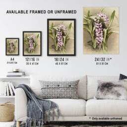 "Artery8 Frederick Sander Aerides Savageanum Orchid Flowers Framed Art Print - Size: W12"" x H16""" - thumbnail 3