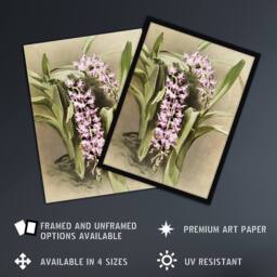 "Artery8 Frederick Sander Aerides Savageanum Orchid Flowers Framed Art Print - Size: W12"" x H16""" - thumbnail 2
