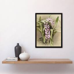 "Artery8 Frederick Sander Aerides Savageanum Orchid Flowers Framed Art Print - Size: W12"" x H16""" - thumbnail 4