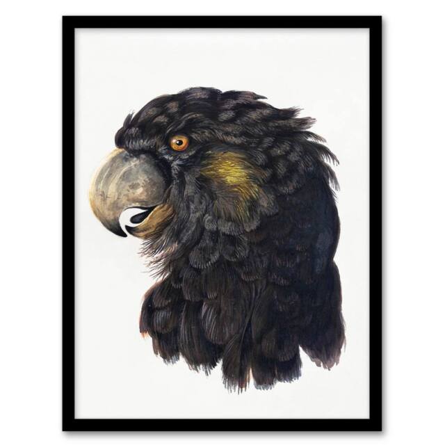 Artery8 Aert Schouman Framed Wall Art Print Cockatoo Parrot Head Watercolour in White - Size: A4 - image 1