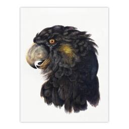 Artery8 Aert Schouman Framed Wall Art Print Cockatoo Parrot Head Watercolour in White - Size: A4 - thumbnail 3