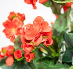 Primrose Large Artificial Geranium Flowers Rattan Hanging Basket Decoration Red 30cm - thumbnail 4