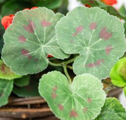 Primrose Large Artificial Geranium Flowers Rattan Hanging Basket Decoration Red 30cm - thumbnail 5