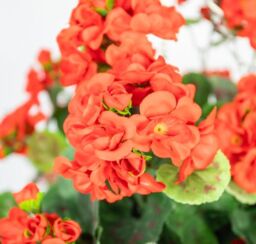 Primrose Large Artificial Geranium Flowers Rattan Hanging Basket Decoration Red 30cm - thumbnail 2