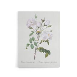 "Artery8 White Rose Floral Illustration Redoute Vintage Canvas Wall Art - Size: W18"" x H24""" - thumbnail 1