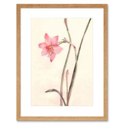 "Artery8 Wall Art Print Flower Zephyranthes Watercolour Art Framed 9x7 inch in Beige - Size: W7"" x H9""" - thumbnail 1